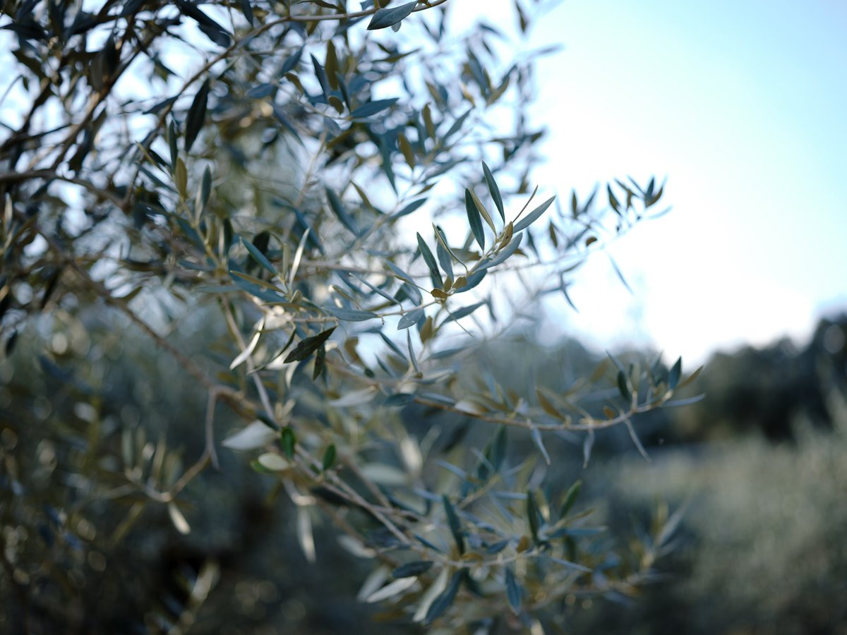 Des de La Vansa, recuperem i apostem per aquesta varietat autòctona, oliva de la varietat Verdiell!

#aceite #aceitedeoliva #aceitedeolivavirgenextra #lavansa #molilavansa #oli #oliolivaverge #oliolivavergeextra #oliveres #olivaverdiell #verdiell #verdiellgourmet