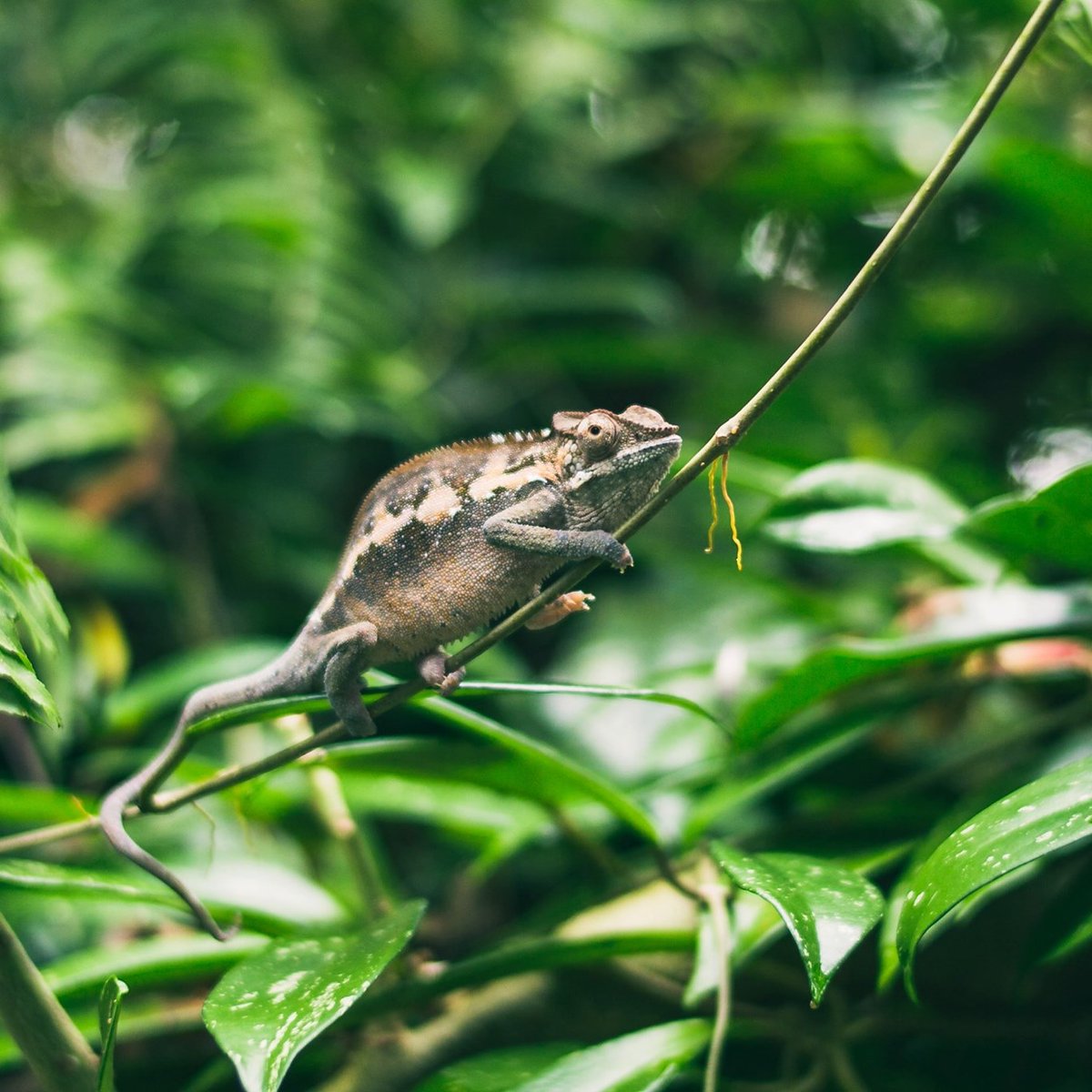 Web2WebSA's tweet photo. Just like the chameleon in the trees, it's easy to blend in with the crowd when you use standard WordPress themes. With Web2Web's custom WordPress development, you can let your natural colours come out and stand in front of your competition.

Photo by Tim Stief. https://t.co/8cQyQcwEvU