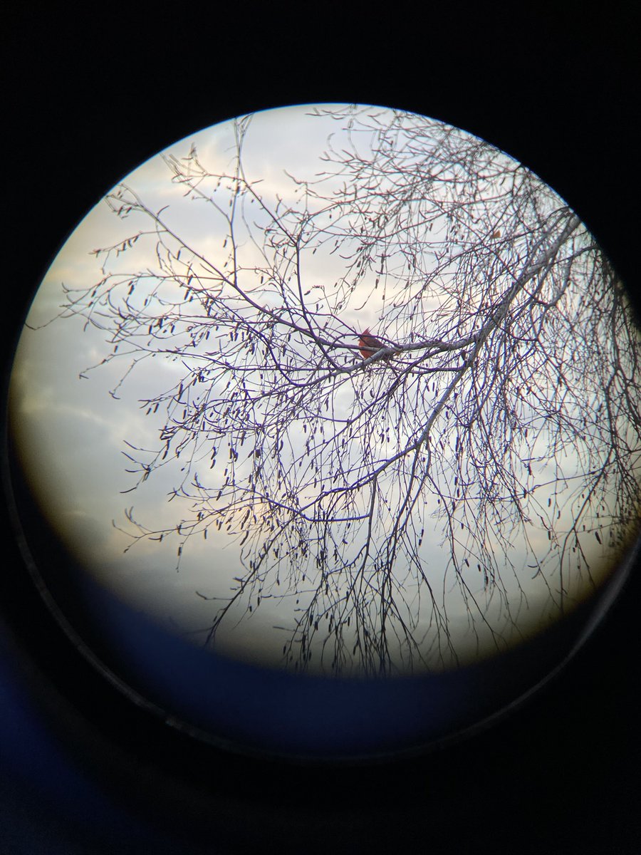robertgstreit's tweet photo. Early morning #birding in Detroit’s Eliza Howell park and along the rouge river https://t.co/v5BOlu6LjG