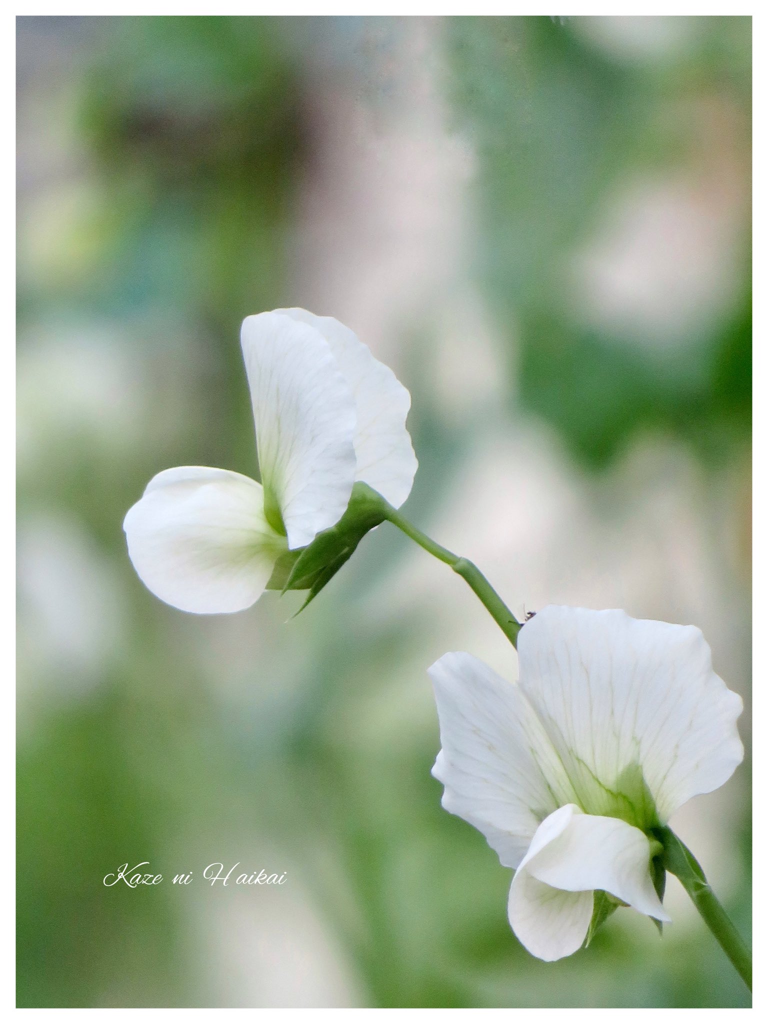 豌豆豆の花 Twitter Search Twitter