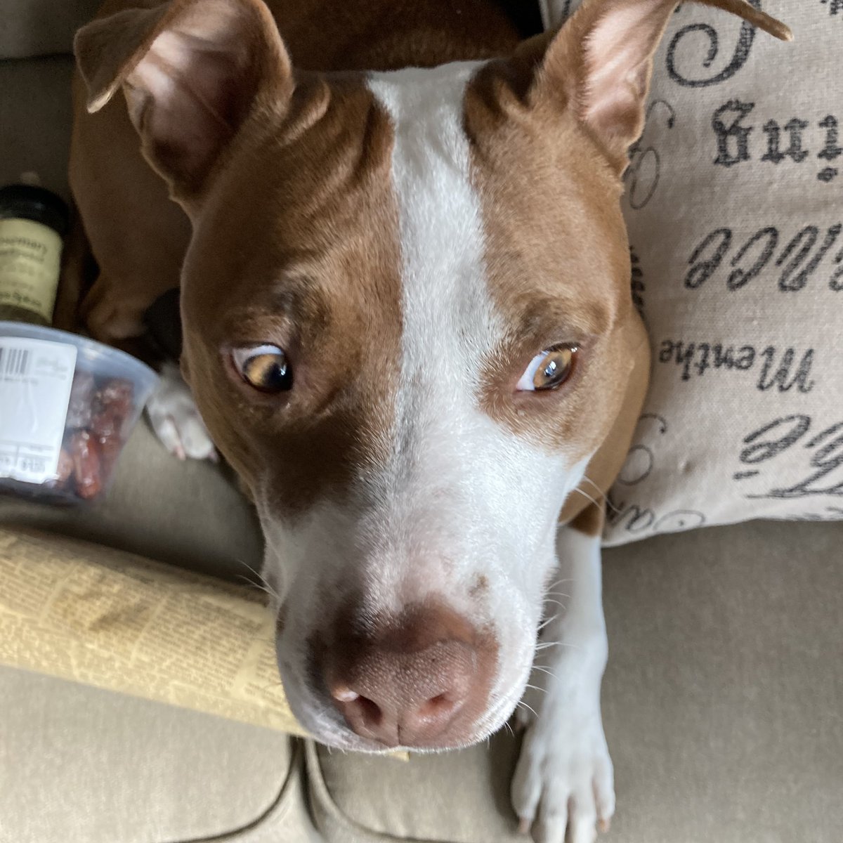 Pheg90mn3's tweet photo. Still life with Turkish imprisonment of dog with apricot and dried rosemary on ISO 8601 2021-03-31. See Instagram for the full photo series before tomorrow. Seriously. #pitbullsofinstagram #amstaff #nobull #actually #dogsplaining https://t.co/XgPnJ4SJsW