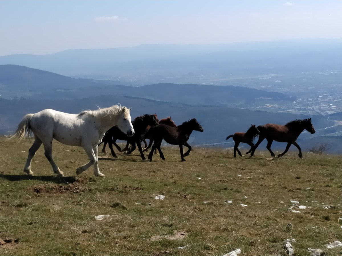 EmilianoGucci's tweet photo. Cantagrilli, la #Calvana, tra #Prato, #Calenzano e il West. https://t.co/a1ntgI3jvQ