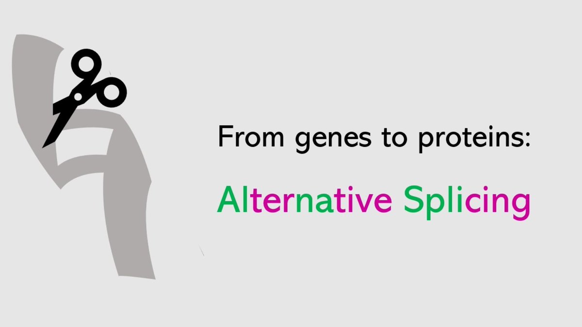 iplacenta (@iplacenta) on Twitter photo New #iplacenta "Science Untangled" blog post:
Agathe Lermant: From genes to proteins: how does alternative splicing create diversity?
🧬bit.ly/iPLSciUntangle…
<a href="/ALermant/">Agathe Lermant</a> <a href="/UoDMedicine/">UoD Medicine</a> <a href="/dundeeuni/">University of Dundee</a> New #iplacenta "Science Untangled" blog post:
Agathe Lermant: From genes to proteins: how does alternative splicing create diversity?
🧬bit.ly/iPLSciUntangle…
<a href="/ALermant/">Agathe Lermant</a> <a href="/UoDMedicine/">UoD Medicine</a> <a href="/dundeeuni/">University of Dundee</a>