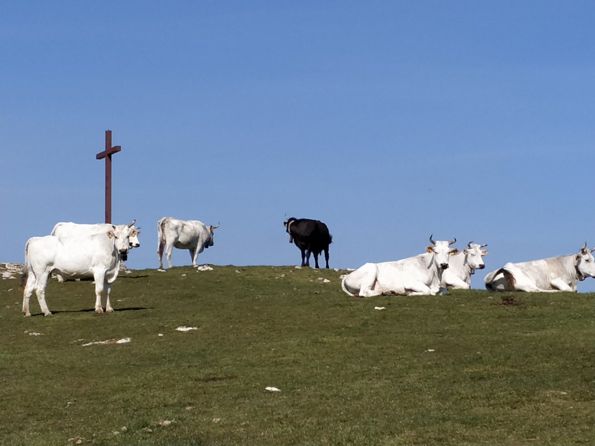 EmilianoGucci's tweet photo. Cantagrilli, la #Calvana, tra #Prato, #Calenzano e il West. https://t.co/a1ntgI3jvQ