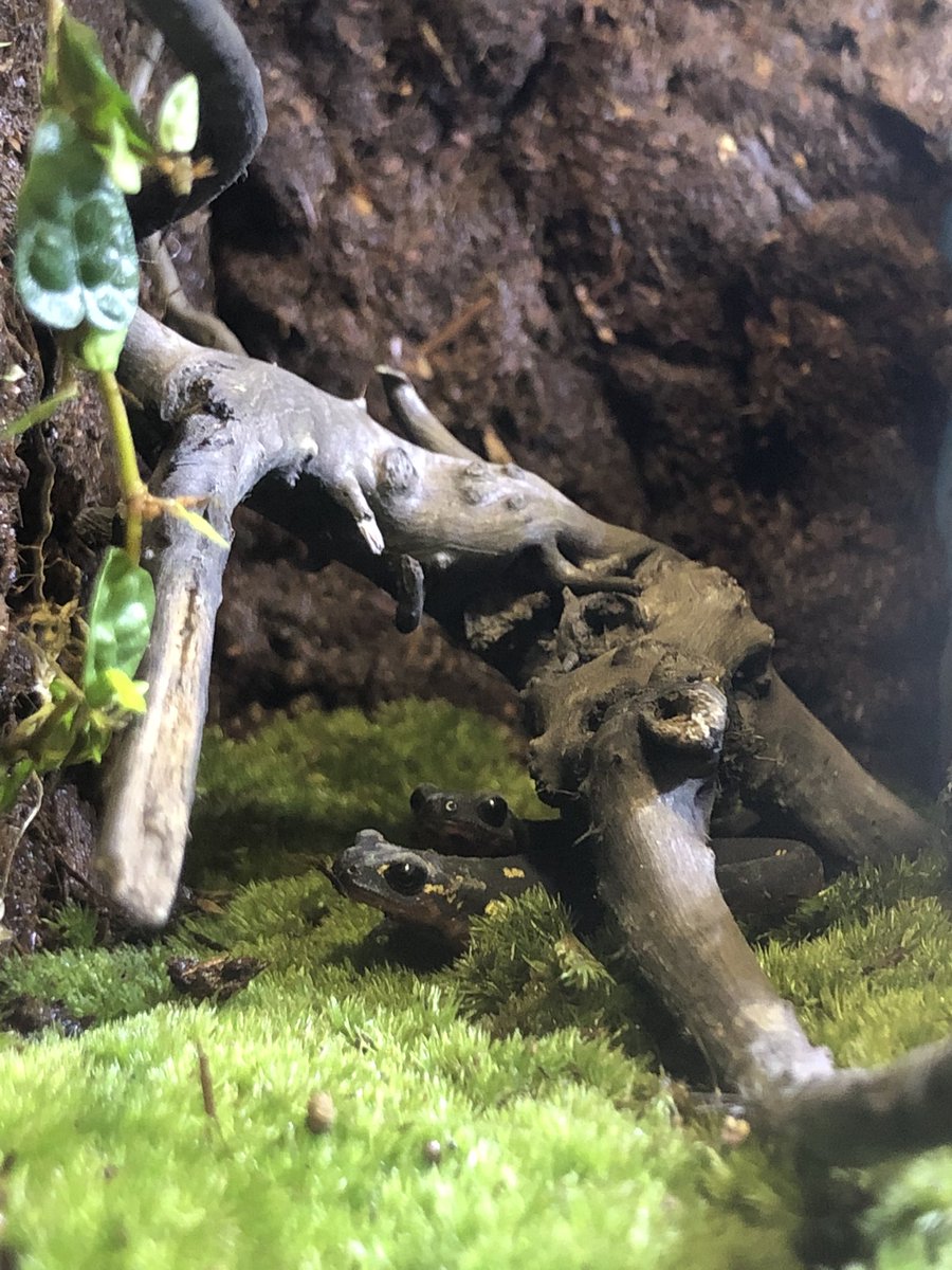 imori_every's tweet photo. すみません🙇‍♂️この頭の白いのはカビですか？？水中には入らないので水カビ病とは考えにくいんですけど…誰か教えてください！ https://t.co/o48WCbuzt8