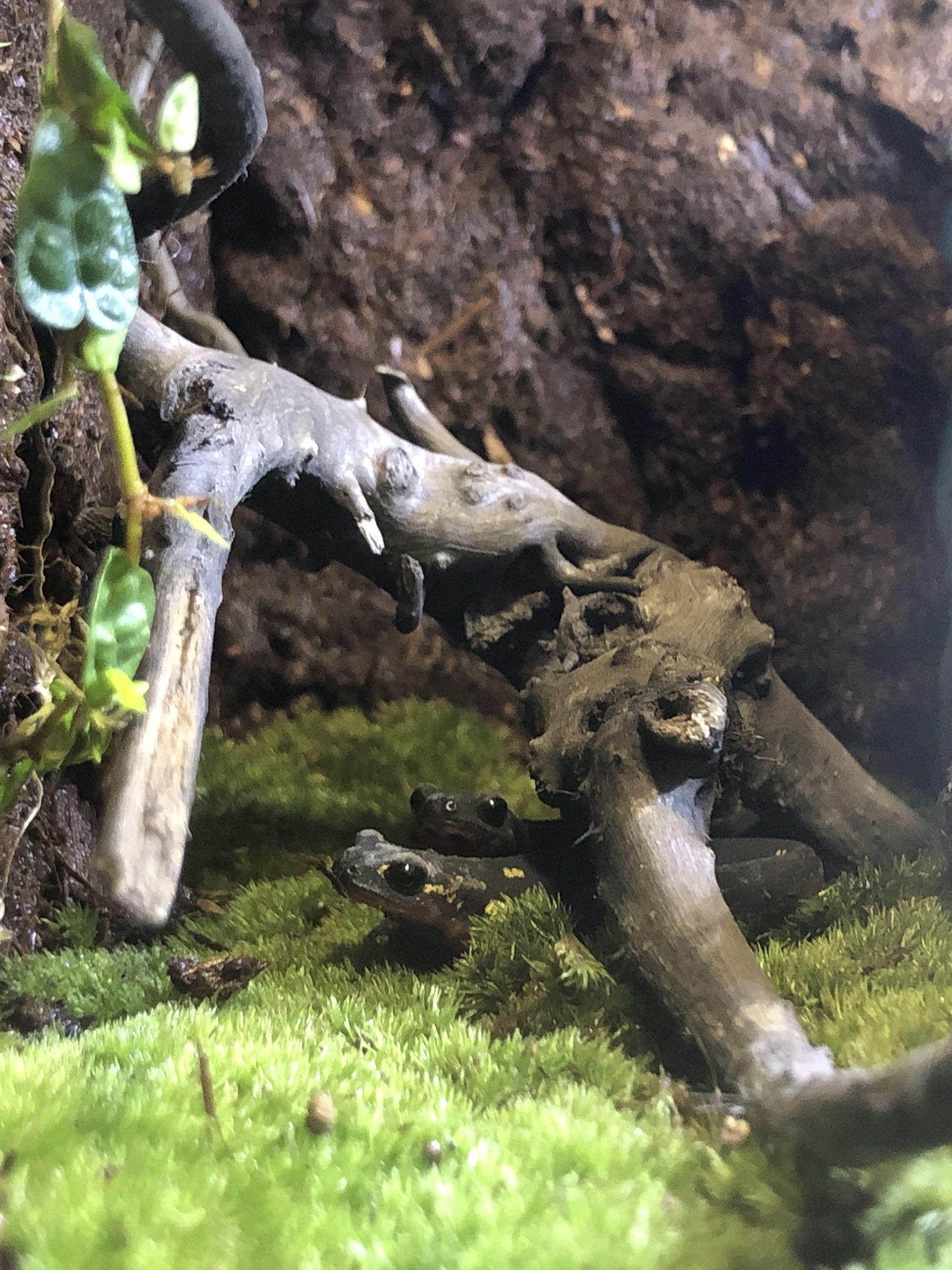 おかきょん すみません この頭の白いのはカビですか 水中には入らないので水カビ病とは考えにくいんですけど 誰か教えてください T Co O48wcbuzt8 Twitter