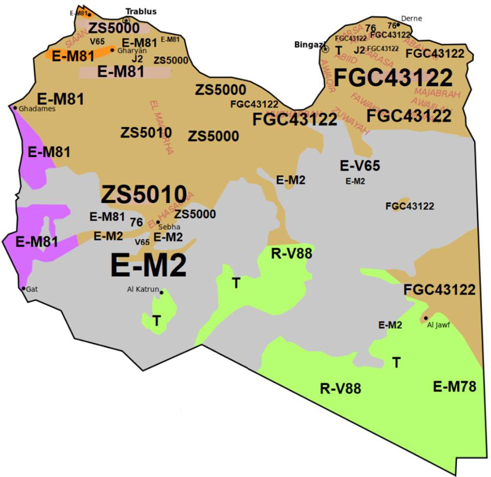 انتشار التحورات في ليبيا:

1- بنو هيب = J-FGC43122
2- خفاف بني سليم = J-ZS5010
3- دباب / خفاف = J-ZS5000 
4- الليبيون القدماء = E-V65
5- الامازيغ = E-M81
6- مشرقي = J2
7- مشرقي = T
8- افريقي = E-M2
9- سكان الصحراء القدماء = R-V88
10- مصر الأصل = E-M78 

Credit : مشروع سكان برقة