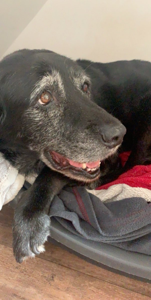 bej0rk's tweet photo. my amazing beautiful doggy willow has just been put down :( i will miss her so so much and there will never be another dog who will live up to her 🤍 https://t.co/jkQ7tyRXP2