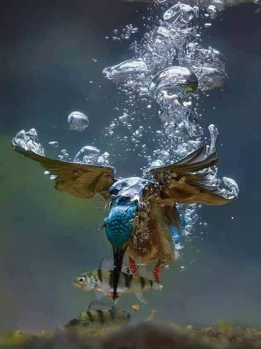 mpezpeleta's tweet photo. Toma perfecta, en el momento preciso, de un martin pescador,
#Leoescuchate https://t.co/GsxE2QaHg3 #fotho https://t.co/xRqQ4iHLQg