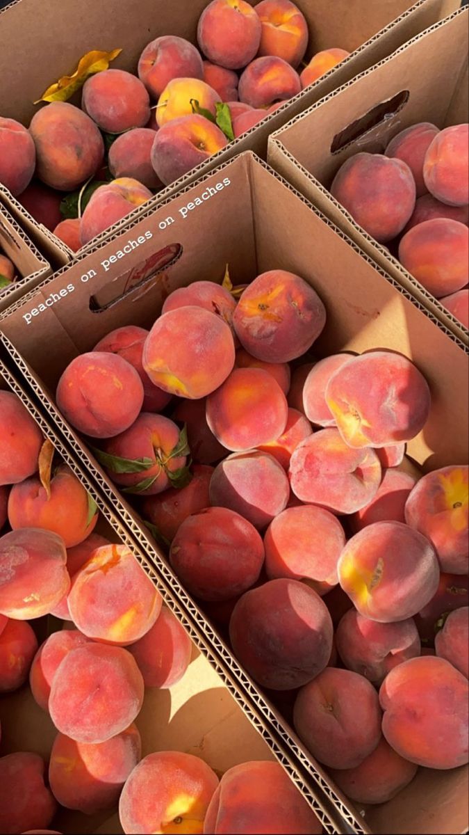 cohorted's tweet photo. I got my peaches out in Georgia 🍑 #Cohorted #CohortedClub https://t.co/04KG9DmrL5