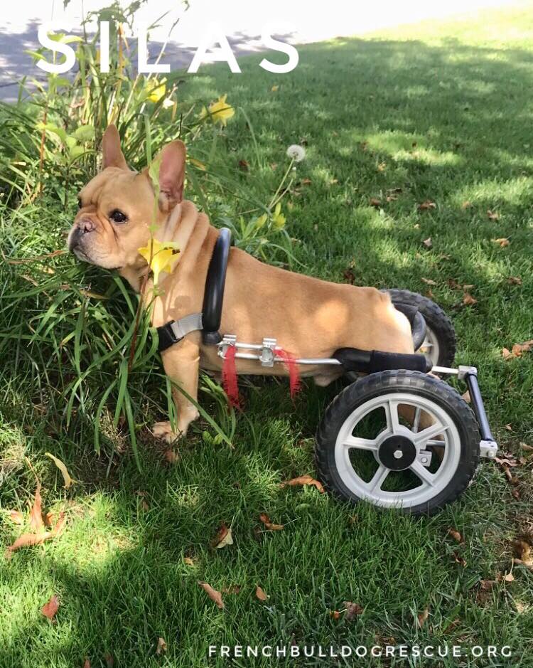 FBRNnews's tweet photo. FBRN’s BACK DOG MONTH- SILAS 😎
A day in the life of Silas all told in the second picture.

If you would like to learn more about Silas, visit his bio here: 
https://t.co/5QQujXBJ6e https://t.co/IkAJSORUi9