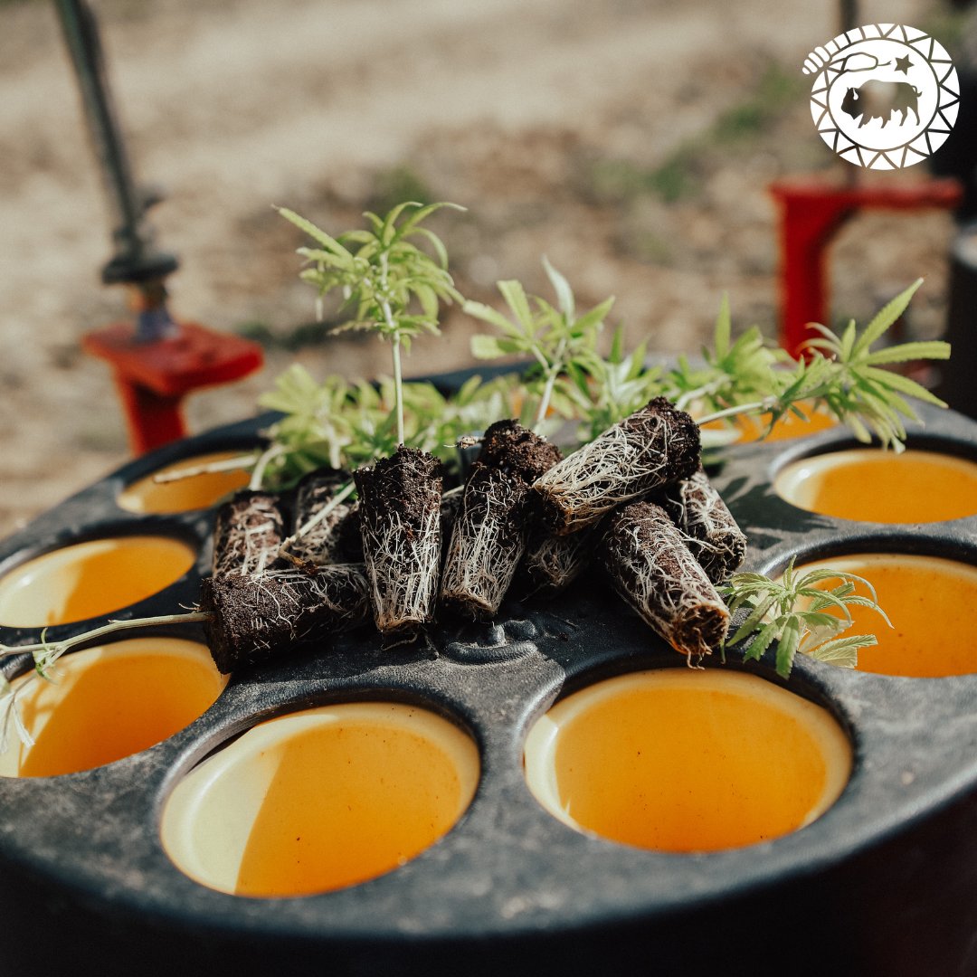 Planting season is upon us! With last frost in Colorado just a month away, now is the time to be preparing your fields- hemp needs 108-120 days to fully mature!

For more helpful planting season tips, check out our full hemp growing guide! 
zcu.io/MvGg