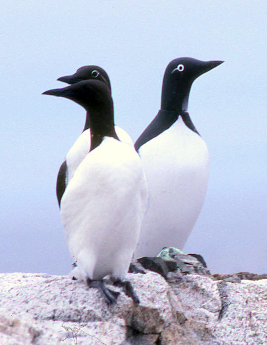 jamesburnham's tweet photo. @MarvelousMarks Don’t be so de-murre. You’re no cuckoo ya crazy loon. No ownage. Just game respecting game. Let’s just not get too grebe-y with this thread. H/t to @StinaLocke for the murre reference. https://t.co/M6FMx56q2i