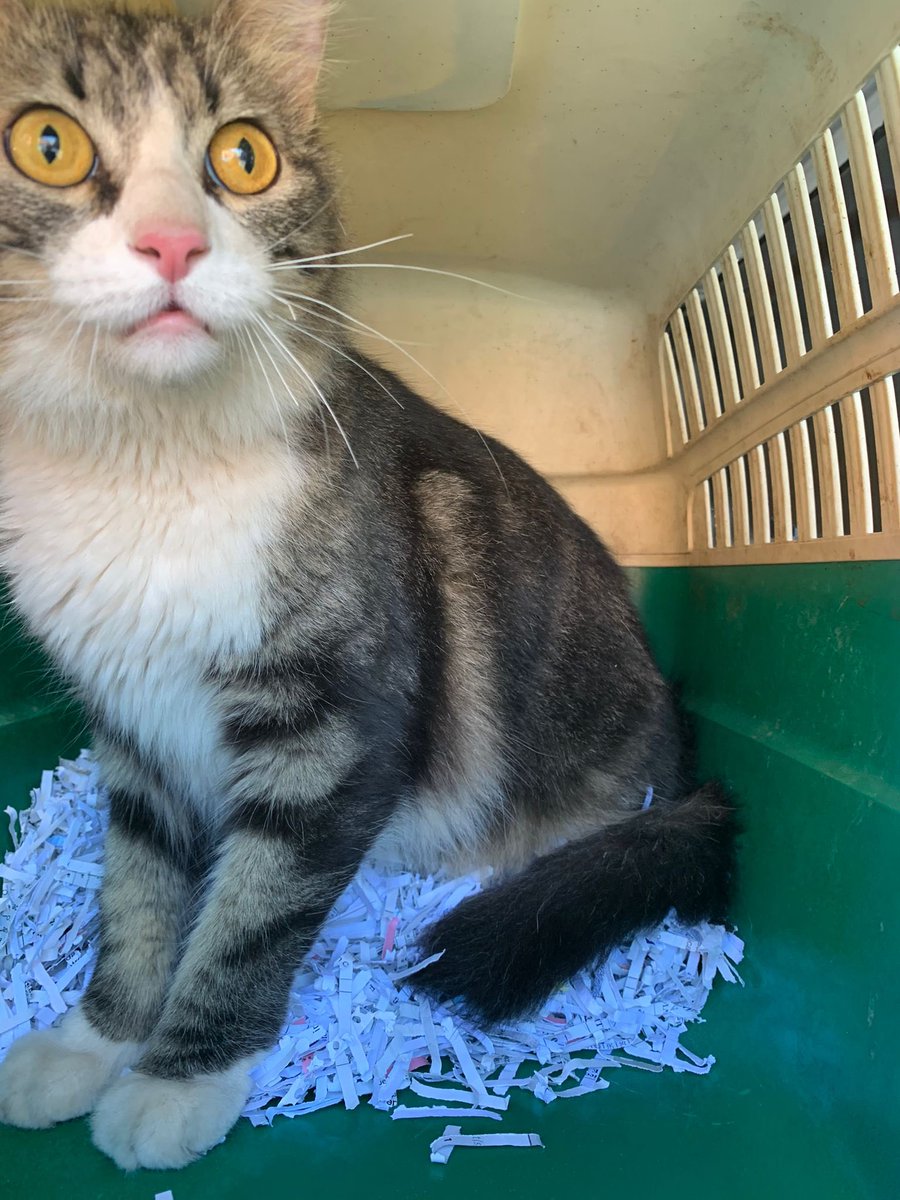 LPGCSaludPublic's tweet photo. El compañero de #ProteccionAnimal acaba de rescatar a este amigo en la autovía Avda. Maritima en túnel de plaza Sta. Catalina 
Es muy dócil, cuidado. Seguro que se escapó
👉🏻 SIN #Microchip 
¿puedes darnos una pista? 
retuitea 🙏
Lo guardamos en casa de una compañera del servicio https://t.co/9bvdGTl7mo