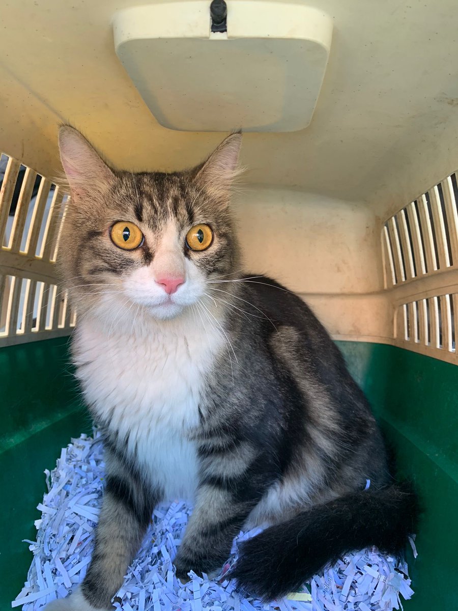 LPGCSaludPublic's tweet photo. El compañero de #ProteccionAnimal acaba de rescatar a este amigo en la autovía Avda. Maritima en túnel de plaza Sta. Catalina 
Es muy dócil, cuidado. Seguro que se escapó
👉🏻 SIN #Microchip 
¿puedes darnos una pista? 
retuitea 🙏
Lo guardamos en casa de una compañera del servicio https://t.co/9bvdGTl7mo