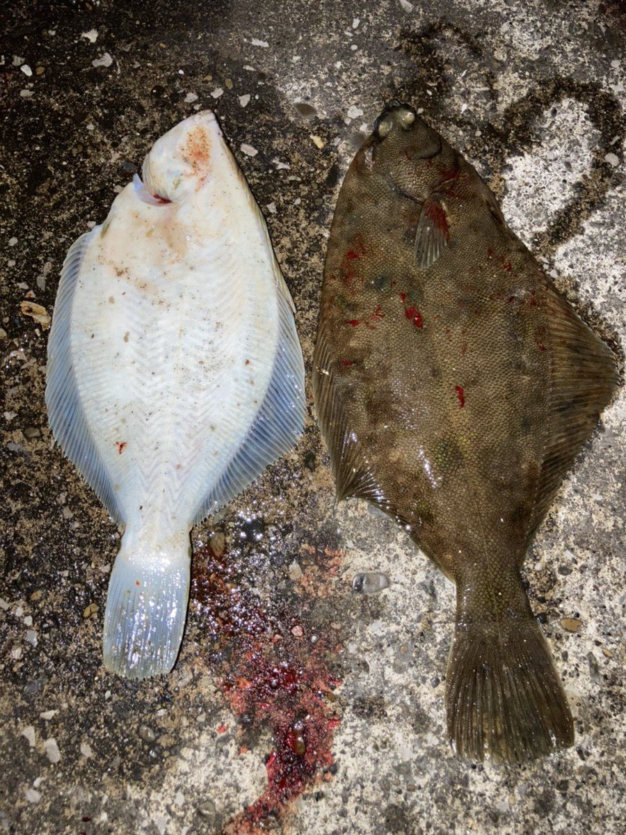 たつひこ 千葉県某所 カレイ Taさんの釣果です カレイ大好調です 投げ釣りしながらルアーもシーバス好調みたいです バチのシーズンが到来してます ではまたー W ฅ たつひこ 千葉県某所 カレイ Taさんの釣果です カレイ大好調です 投げ釣りしながらルアーもシーバス好調みたいです バチのシーズンが到来してます ではまたー W ฅ