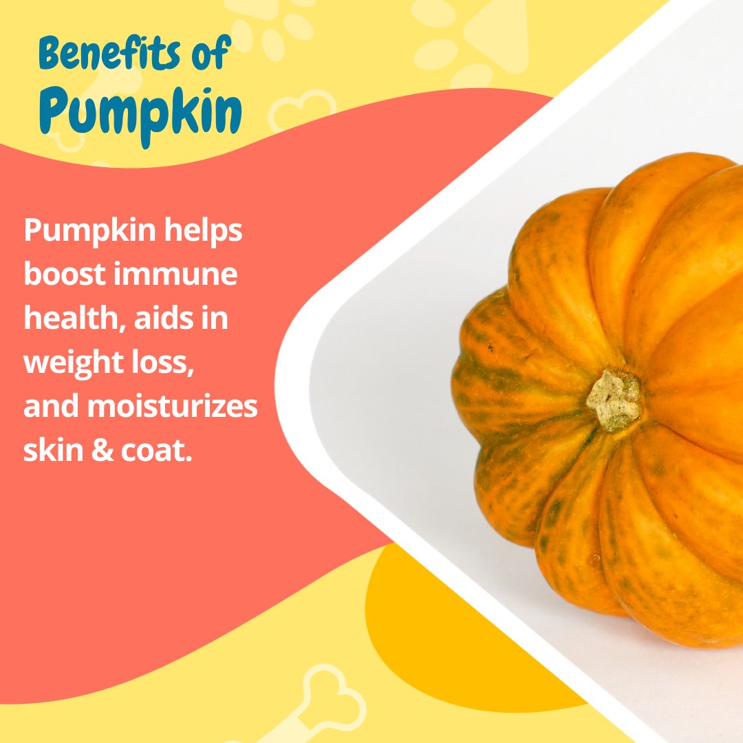 FetchDogTreats's tweet image. PSLs may be seasonal, but pumpkin in treats are year-round.

#GoFetchHappy #FetchDogTreats #PupsForPumpkin #BenefitsOfPumpkin #HappyDog #HealthyDog #GoodDoggo