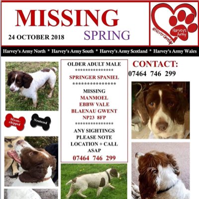 rosieDoc2's tweet photo. #NewProfilePic
#findSpring 24/10/18 was the last time this boy was seen
He lived a lovely, happy life so very very much loved..he still is & missed so much
What happened? Where’d he go? Who found him? Is he still around? Is he happy? All these questions & thoughts #spanielhour https://t.co/jXPmFoBKUm