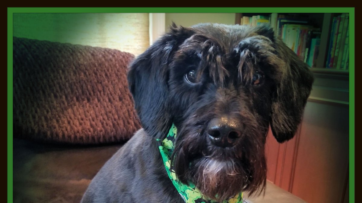 YvonneVentresca's tweet photo. Blog neglect! It happens.... Mine is back after hiatus, with Luna the #schneagle wishing you a (belated) happy spring.

https://t.co/sk6ajbkWWM
#WritingCommunity #productivewriter https://t.co/AHPEGr7UF5