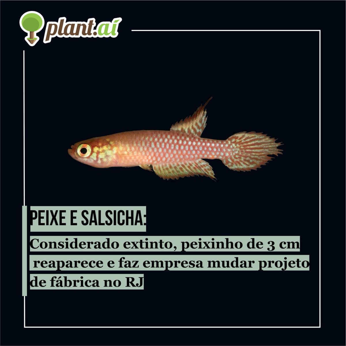 Plant_ai's tweet photo. Peixe da espécie Leptopanchax opalescens era considerada extinta há mais de 8 anos, quando foi reencontrado por pesquisadores da UFRJ em uma área onde seria construído uma fábrica de salsichas na cidade de Seropédica-RJ. https://t.co/f3fBAlRRBd