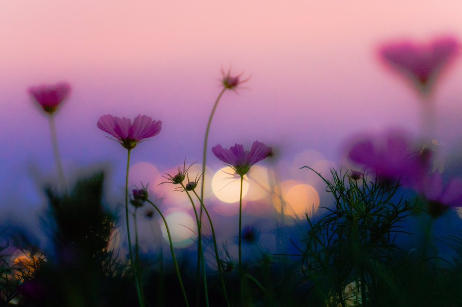 From day to day
second to second
the self preserves itself
clinging to that instrument :
time ~
the instrument that it was supposed to play ~
Walter Benjamin

Foto: Kazuki2000