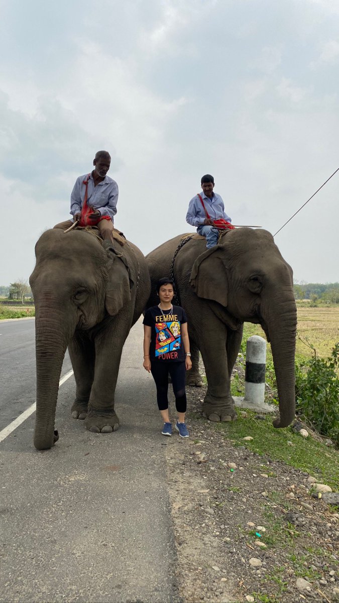 literbasar's tweet photo. Highway blessings. Where else can one find pachyderms on the highway?Amazing Assam.A decade of my travels,never have I missed my sightings.@himantabiswa @sarbanandsonwal @CMOfficeAssam https://t.co/cylPdW7IQb