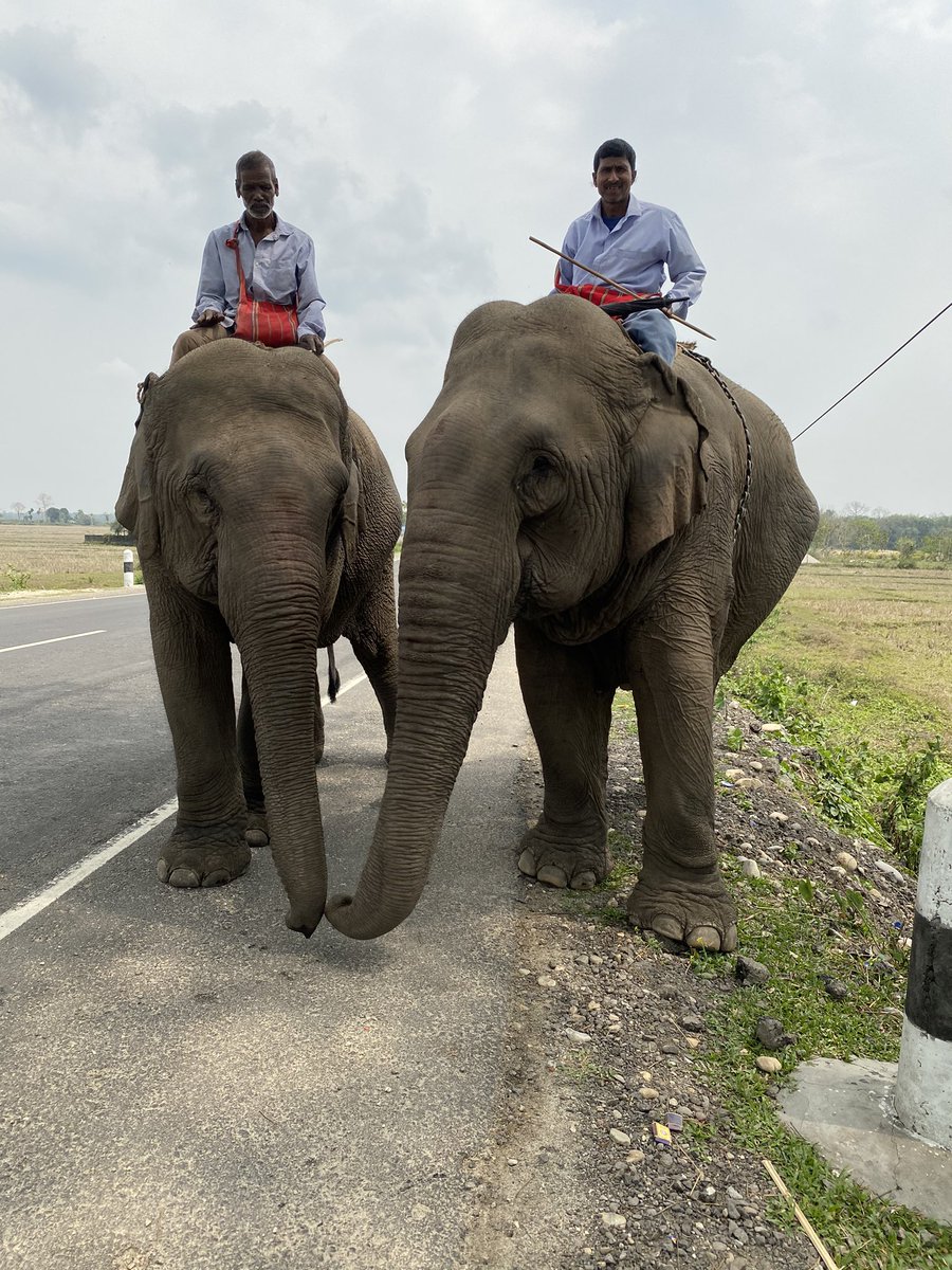 literbasar's tweet photo. Highway blessings. Where else can one find pachyderms on the highway?Amazing Assam.A decade of my travels,never have I missed my sightings.@himantabiswa @sarbanandsonwal @CMOfficeAssam https://t.co/cylPdW7IQb