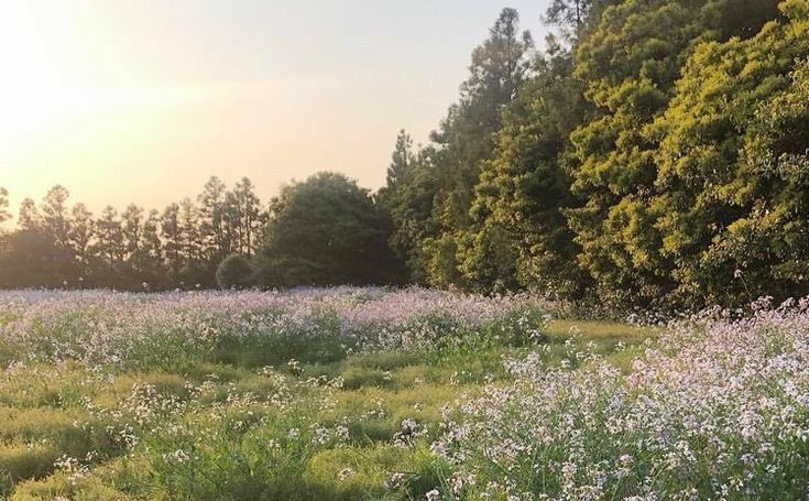 sophrisyne's tweet photo. oh to walk down a flowery forest path at dawn https://t.co/VtrT4QPFIn