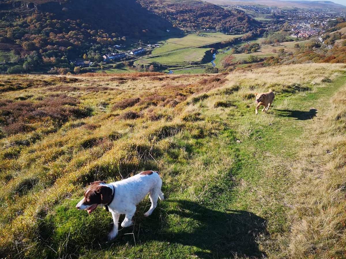 rosiedoc666's tweet photo. Weโre you at #Manmoel #EbbwVale 24/10/18 DID YOU #FindSpring ?
This is SPRING that very day, it was in THIS area he....VANISHED!
I wonder what was going through his mind that day...wind flapping his #Spaniel ears, happy & not a care in the world ๐
That ended suddenly ๐ช๐ https://t.co/OPwUrOjvdi