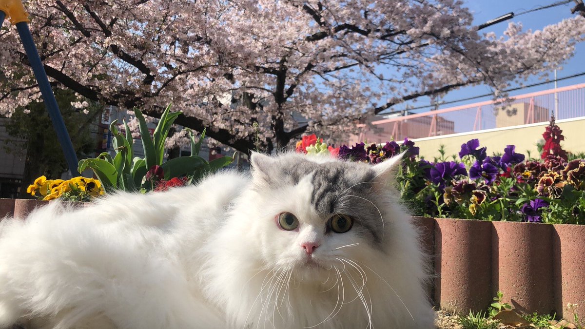 gomashio_924's tweet photo. お花がよく似合うね💐🌸 https://t.co/W4pNcDLBDL
