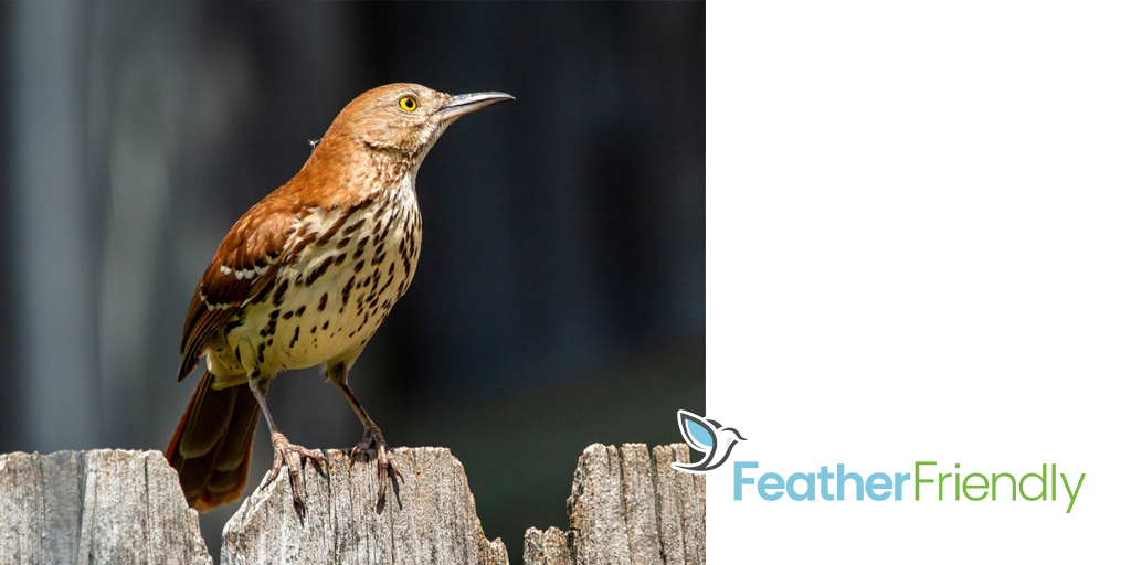 FeatherFriendly's tweet photo. Our commercial and residential markers are proven to reduce window reflections without blocking your view. We’re proud to say that our product is endorsed by several members of our “flock” @FLAPCanada @audubonsociety and @ABCBirds https://t.co/0PQSFzPpsJ