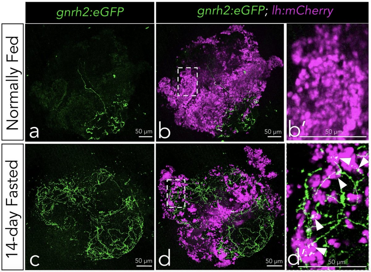 Miranda Marvel tweet media