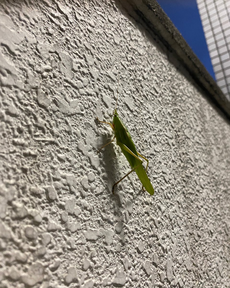 ばった ばった