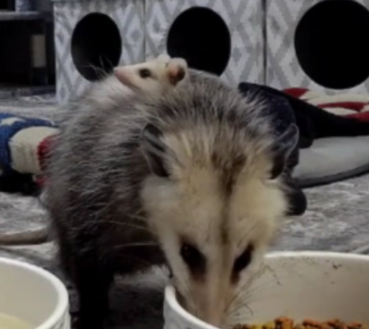 LiveKittyTV's tweet photo. THIS IS BREAKING NEWS

LAST NIGHT, FOR THE FIRST TIME EVER, LKTV HAS ITS FIRST BABY OPOSSUM APPEARANCE

This momma's pouch has been way overfilled for a while so we knew it was coming soon.

Baby pig back opossums are FINALLY HERE!!! https://t.co/RULSdwBivd