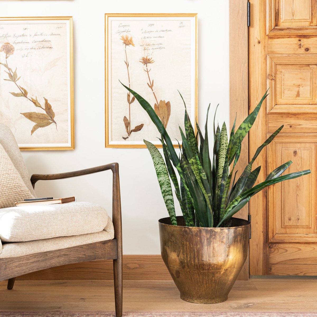 magnolia's tweet photo. Why we love snake plants: they can tolerate low light, are easy to care for, and make a fun statement all on their own. 🌿 https://t.co/poffO4RmNF #MagnoliaMarket https://t.co/IOpuaIwA9e