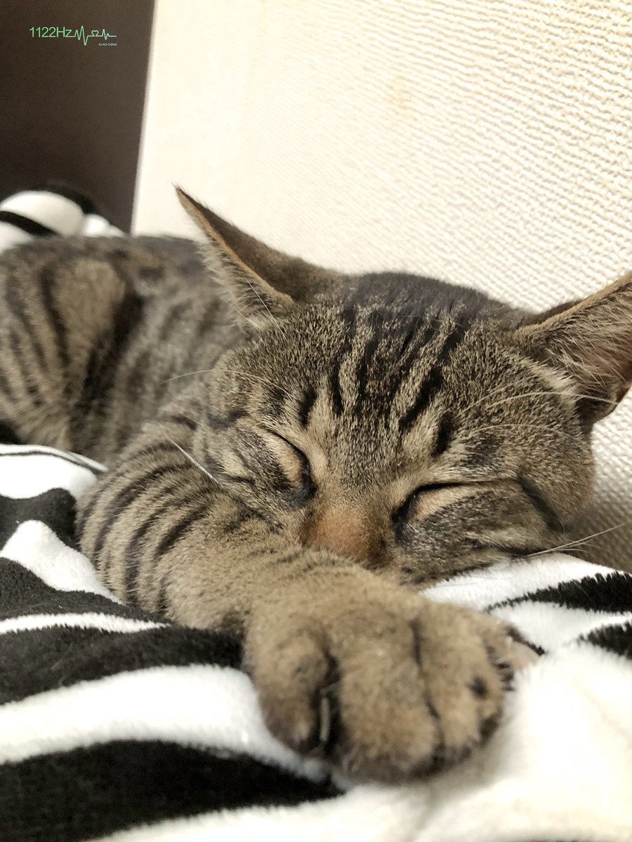 1122Hz_CHENLE's tweet photo. 可爱小猫猫~귀여운 냥냥이~
#고양이 
#AprilFoolsDay 
#만우절 https://t.co/JY3fS7KGhs