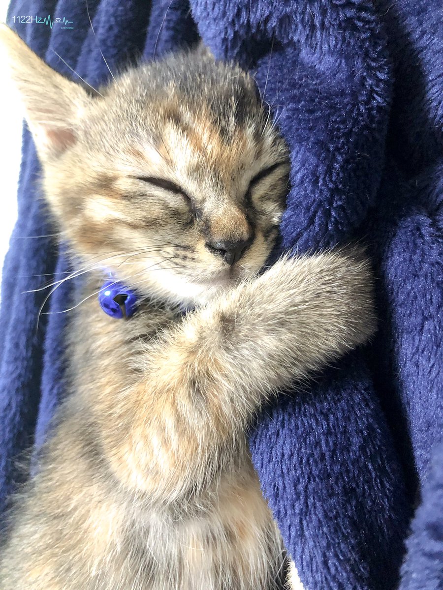 1122Hz_CHENLE's tweet photo. 可爱小猫猫~귀여운 냥냥이~
#고양이 
#AprilFoolsDay 
#만우절 https://t.co/JY3fS7KGhs