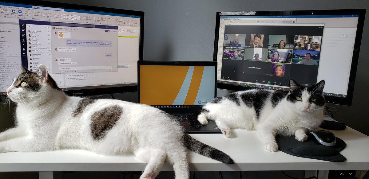 PCTYCareers's tweet photo. I mean c'mon. Can't even access my mouse. Ha! ❤️ 🧡 😻 💻 #InsidePaylocity #PCTYPets #PCTY #ForwardTogether https://t.co/vegau47u70