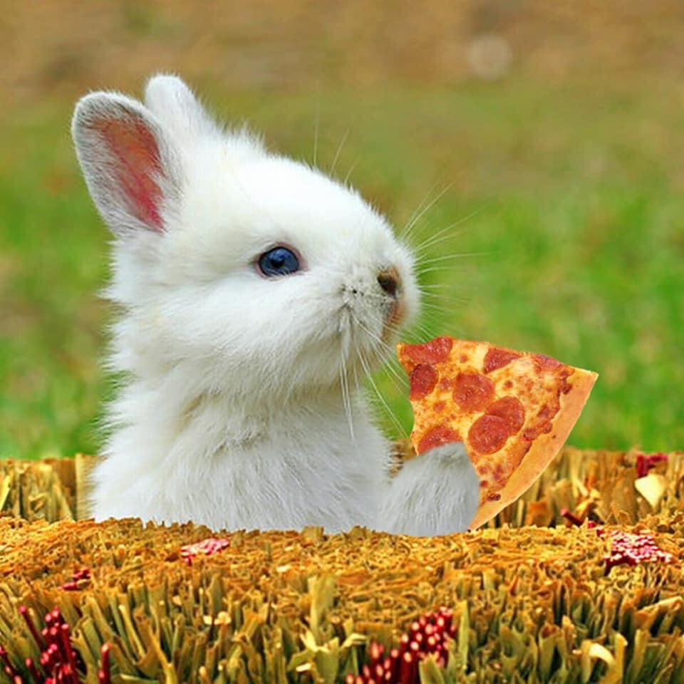 Pudgies's tweet photo. All locations will be closed Sunday, April 4th for Easter and will resume normal business hours on Monday, April 5th. https://t.co/nQODg4XRn0