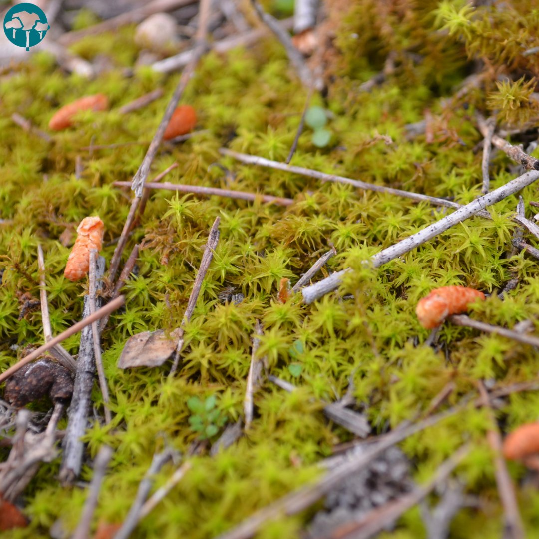 ElVallePR's tweet photo. ¿Qué ven mis ojos🤩? Es #musgoestrellado (Pleurochaete squarrosa), una de las plantas terrestres más antiguas que existen. Esta planta diminuta forma una especie de alfombra verde que cubre el suelo de #ElVallePR y que cuando se moja… ¡Abre sus hojas en forma de estrella 🌿⭐️! https://t.co/OYUfDHnC7U