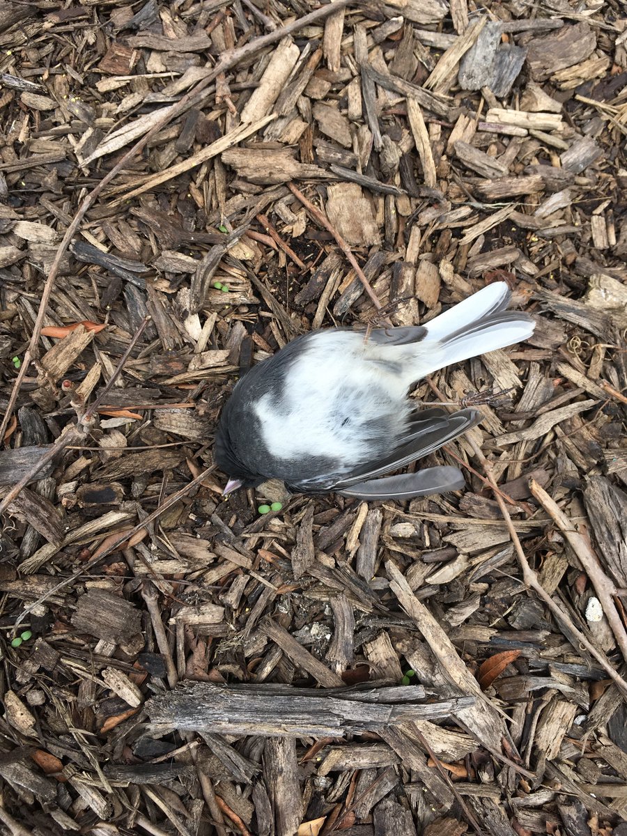 Freedom_Lian's tweet photo. Poor junco died of the PME building😢
#windowkill  #Uchicago https://t.co/KCR46he2Pf