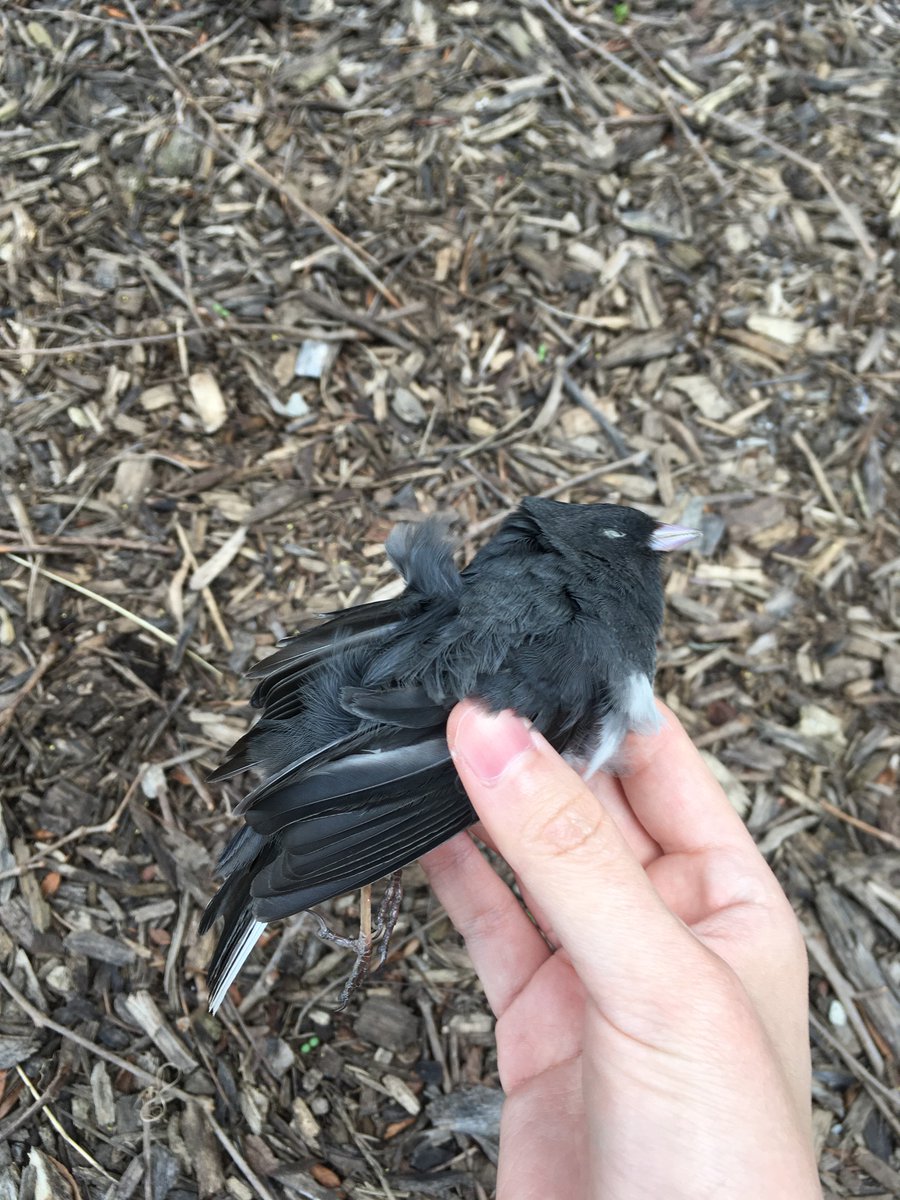 Freedom_Lian's tweet photo. Poor junco died of the PME building😢
#windowkill  #Uchicago https://t.co/KCR46he2Pf