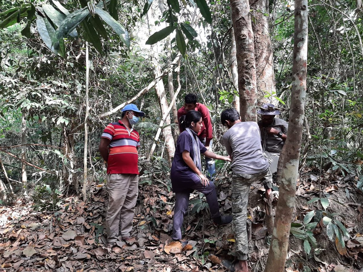 ProjectCarnivo1's tweet photo. Deploying #camera #trap for our ongoing #research on #carnivore #species! 
#WeAreCLP
#Ecology #conservation #Mammal #research #camera #trap https://t.co/TLVdUlgOu9