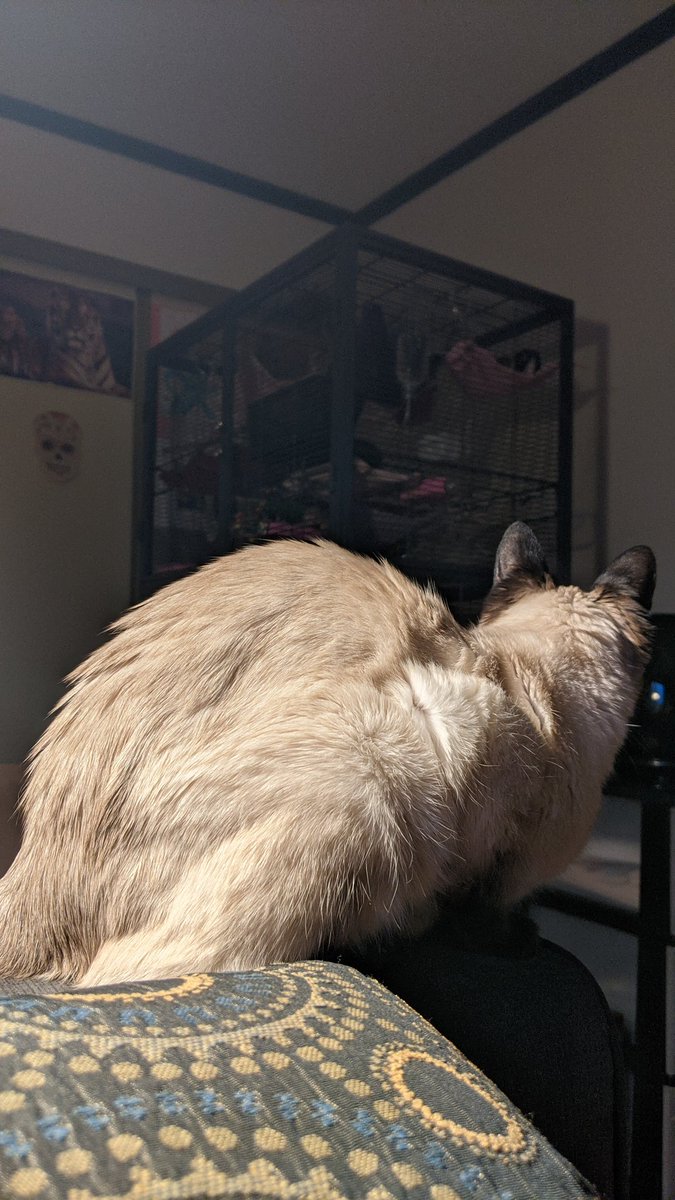 CleoTheSiamese's tweet photo. I don't understand why everyone including me in this house gets a pet rat but I am the only one not allowed to take mine out to play with. This is very unfair! At least I get to watch her run around! Her name sounds like mine, I just knocked the w off of meow, meet Meo! https://t.co/XtHkpSjMKq