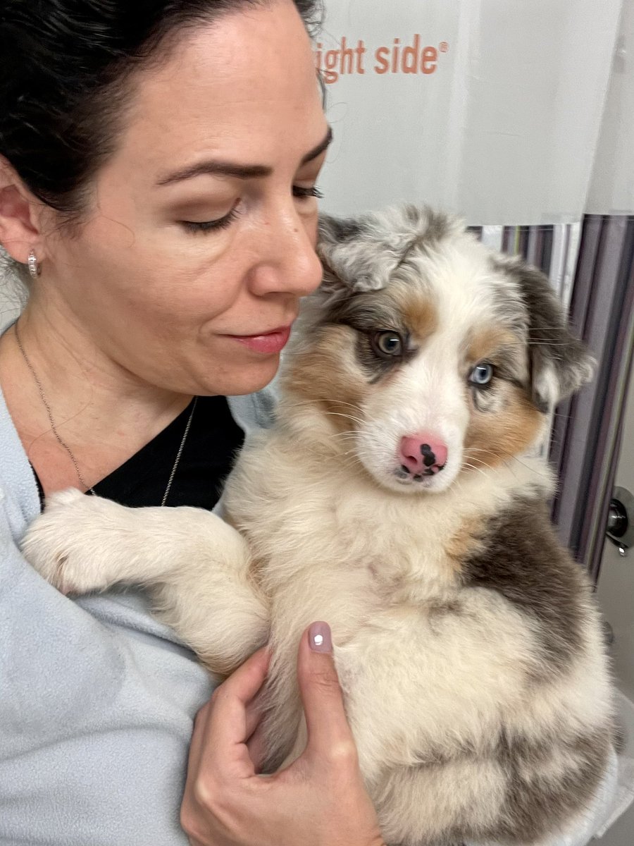 AlfonsinaMoli's tweet photo. ¡Decidimos agrandar la familia! Les presento a Brisa. 😍
#Aussie #australianshepherd #blumerle https://t.co/pUjkjmQudB
