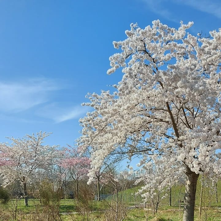 ghspruyt's tweet photo. Alles staat in zijn schoonste bloei;
de bloesems en het bos, met zijn bladerengestoei.
Zo kunnen wij gaan geloven,
als de zon alles warm zal stoven,
op een rijk jaar, met volle schoven,
met veel geluk, voorspoed en groei.
#KajMunk https://t.co/TOl5myAnDr