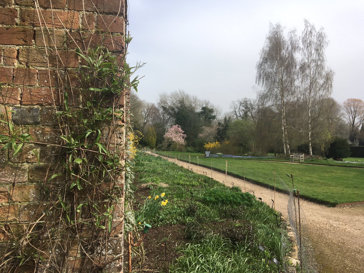 ljsvickery's tweet photo. @pathavers &amp; @waterperry the tranquil land once Miss Havergal’s horticulture school still inspiring all, thank you.

And a special clematis ‘Bill MacKenzie’ which watches over their famous herbaceous border for the girls to plant @DowneHouse where Miss H began the gardening club. https://t.co/dk17uM79sI