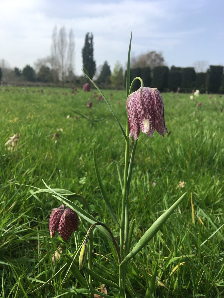 ljsvickery's tweet photo. @pathavers &amp; @waterperry the tranquil land once Miss Havergal’s horticulture school still inspiring all, thank you.

And a special clematis ‘Bill MacKenzie’ which watches over their famous herbaceous border for the girls to plant @DowneHouse where Miss H began the gardening club. https://t.co/dk17uM79sI