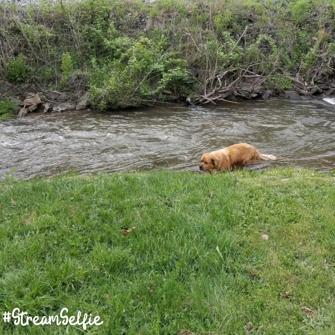 IWLA_org's tweet photo. This week's #StreamSelfie comes from Kiara, whose dog loves swimming in Crabtree Crick! Friends and dogs are fair game for Stream Selfie – so are wildlife and even piles of trash! We want to see whatever is going on at your stream.
Show us at https://t.co/slpLC9Crtm https://t.co/a3mBz1AMX4