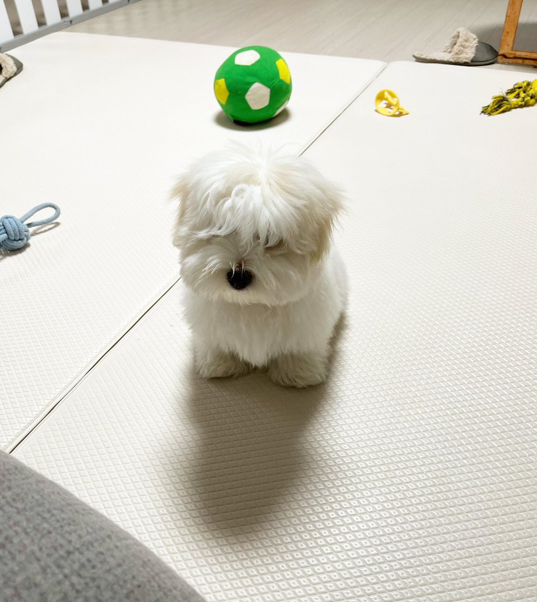 너모냐  개기엽❤️#꼬똥드툴레아 #양동이